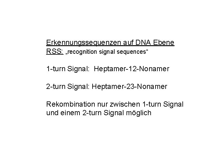 Erkennungssequenzen auf DNA Ebene RSS: „recognition signal sequences“ 1 -turn Signal: Heptamer-12 -Nonamer 2