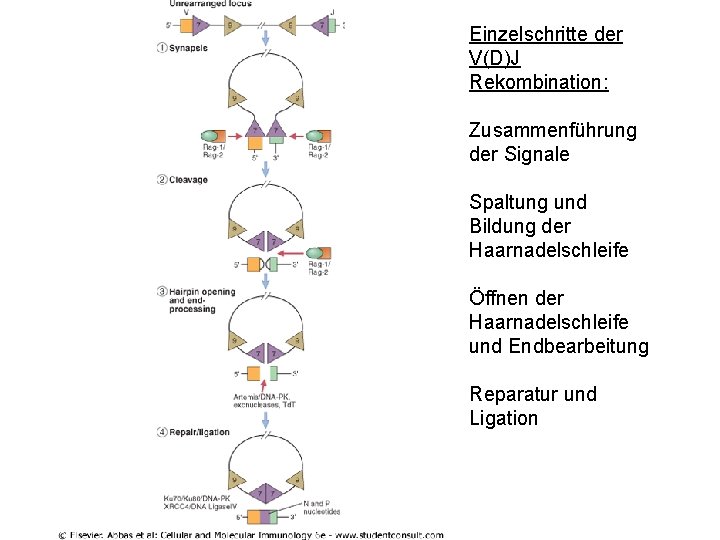 Einzelschritte der V(D)J Rekombination: Zusammenführung der Signale Spaltung und Bildung der Haarnadelschleife Öffnen der