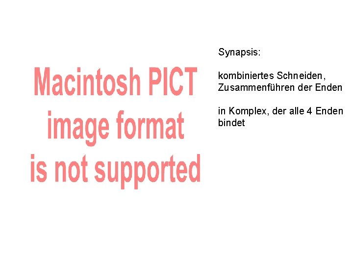 Synapsis: kombiniertes Schneiden, Zusammenführen der Enden in Komplex, der alle 4 Enden bindet 