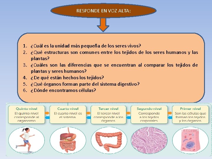 RESPONDE EN VOZ ALTA: 1. ¿Cuál es la unidad más pequeña de los seres