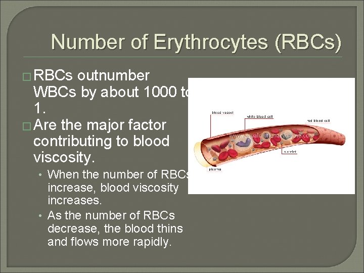 Number of Erythrocytes (RBCs) � RBCs outnumber WBCs by about 1000 to 1. �