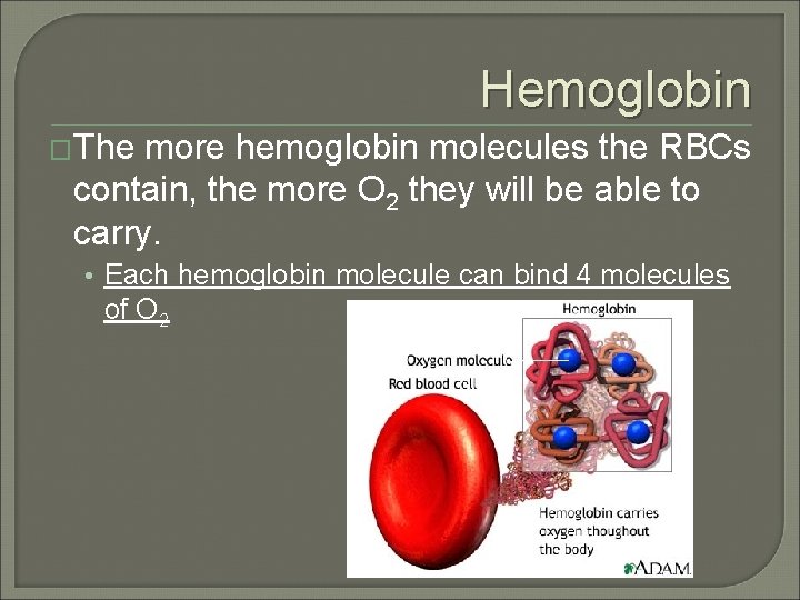 Hemoglobin �The more hemoglobin molecules the RBCs contain, the more O 2 they will