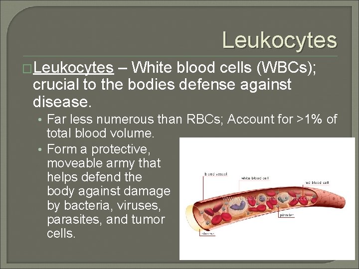 Leukocytes �Leukocytes – White blood cells (WBCs); crucial to the bodies defense against disease.
