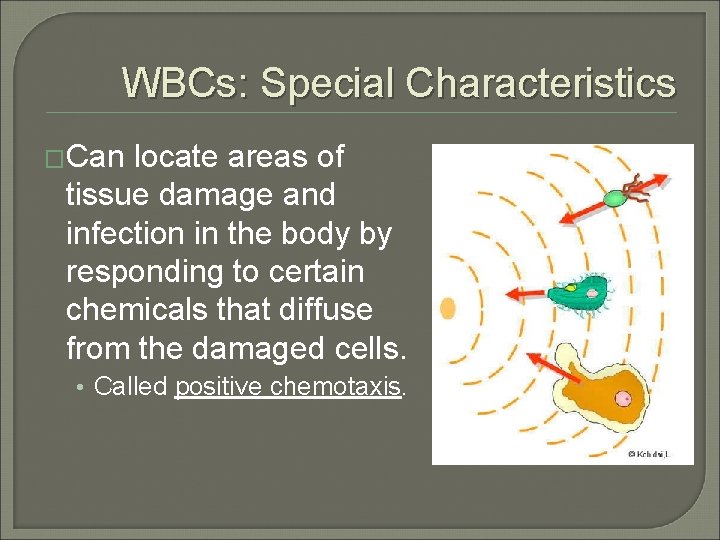 WBCs: Special Characteristics �Can locate areas of tissue damage and infection in the body