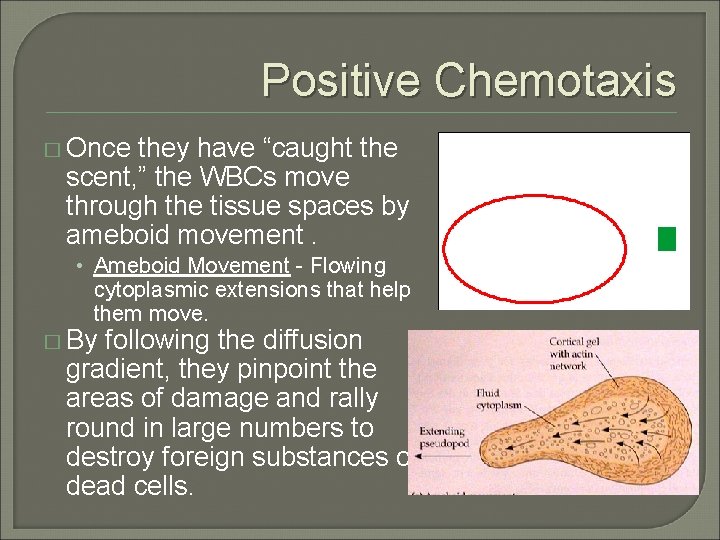 Positive Chemotaxis � Once they have “caught the scent, ” the WBCs move through
