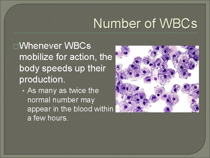 Number of WBCs �Whenever WBCs mobilize for action, the body speeds up their production.