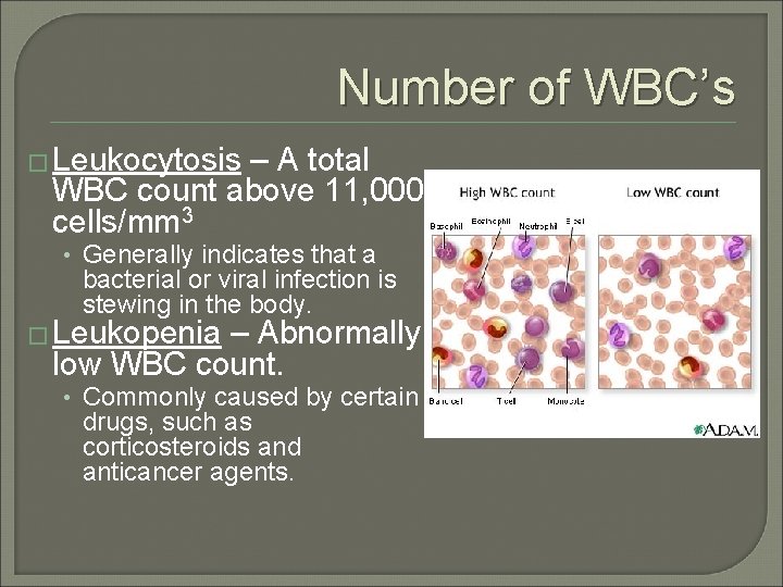 Number of WBC’s � Leukocytosis – A total WBC count above 11, 000 cells/mm