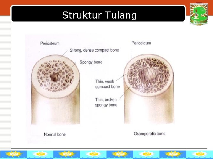 Struktur Tulang LOGO 