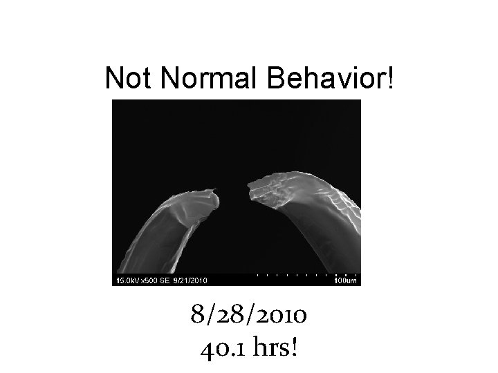 Not Normal Behavior! 8/28/2010 40. 1 hrs! 