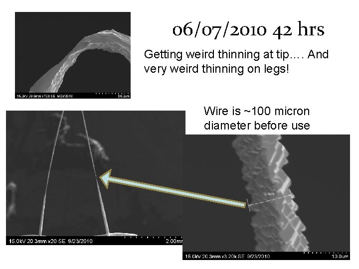 06/07/2010 42 hrs Getting weird thinning at tip…. And very weird thinning on legs!