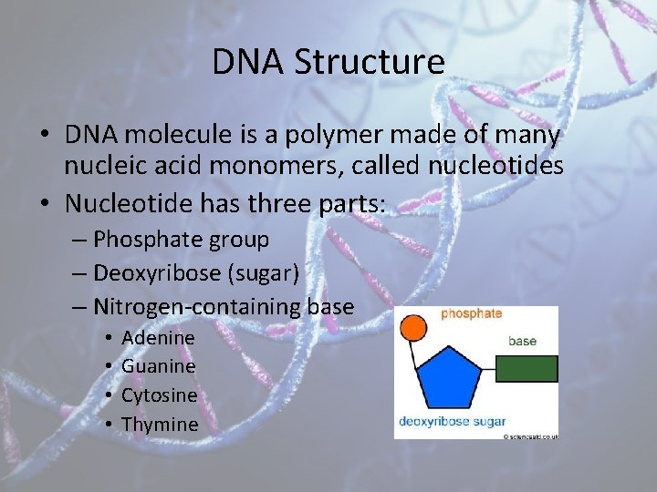 DNA Structure • DNA molecule is a polymer made of many nucleic acid monomers,
