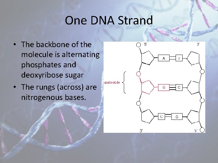 One DNA Strand • The backbone of the molecule is alternating phosphates and deoxyribose