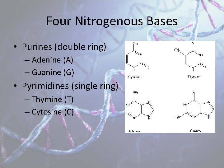 Four Nitrogenous Bases • Purines (double ring) – Adenine (A) – Guanine (G) •