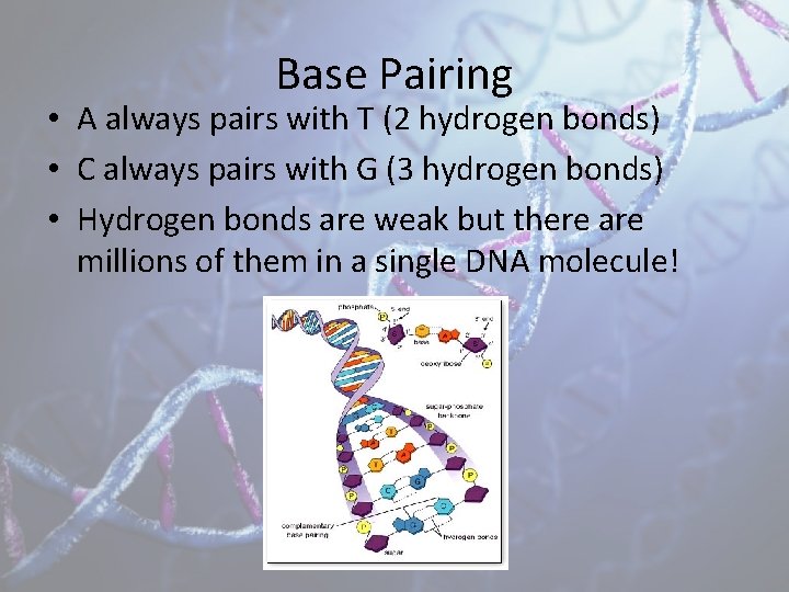 Base Pairing • A always pairs with T (2 hydrogen bonds) • C always