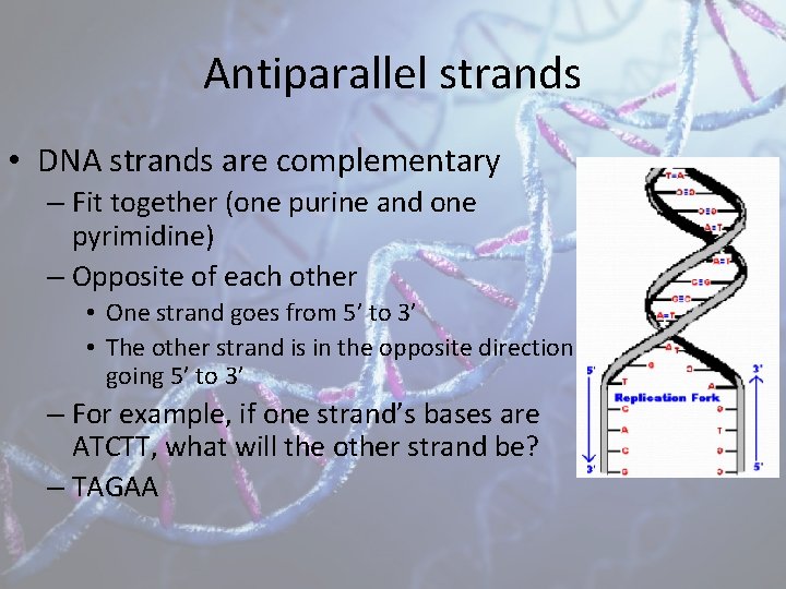 Antiparallel strands • DNA strands are complementary – Fit together (one purine and one