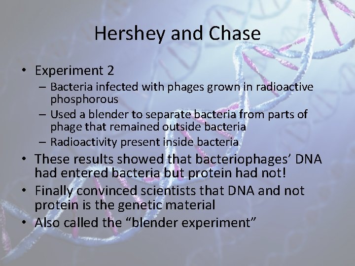 Hershey and Chase • Experiment 2 – Bacteria infected with phages grown in radioactive
