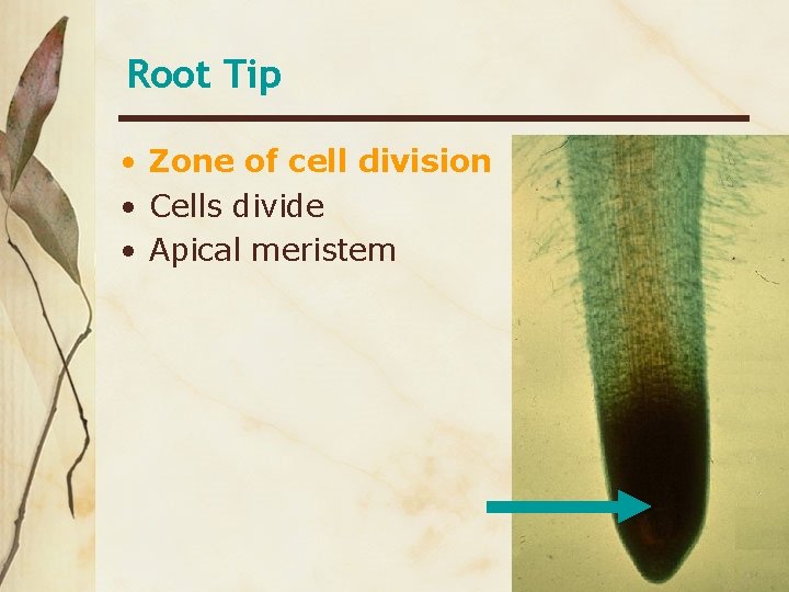 Root Tip • Zone of cell division • Cells divide • Apical meristem 