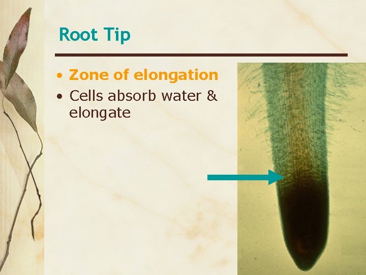 Root Tip • Zone of elongation • Cells absorb water & elongate 