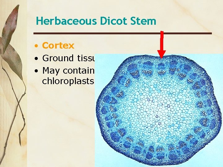 Herbaceous Dicot Stem • Cortex • Ground tissue • May contain chloroplasts 