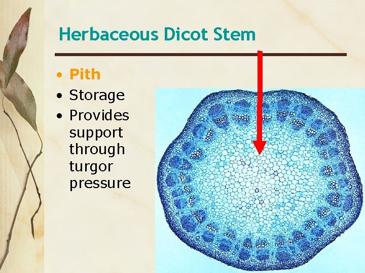 Herbaceous Dicot Stem • Pith • Storage • Provides support through turgor pressure 