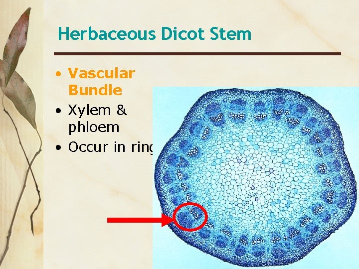 Herbaceous Dicot Stem • Vascular Bundle • Xylem & phloem • Occur in rings