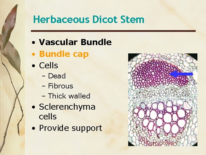 Herbaceous Dicot Stem • Vascular Bundle • Bundle cap • Cells – Dead –