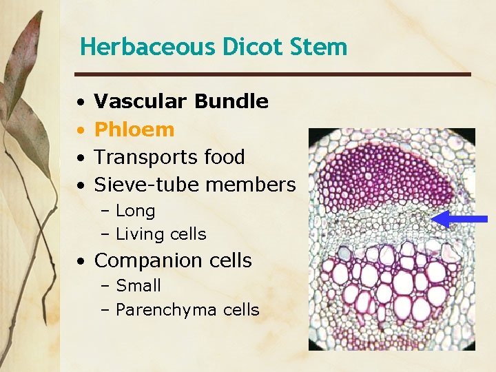 Herbaceous Dicot Stem • • Vascular Bundle Phloem Transports food Sieve-tube members – Long