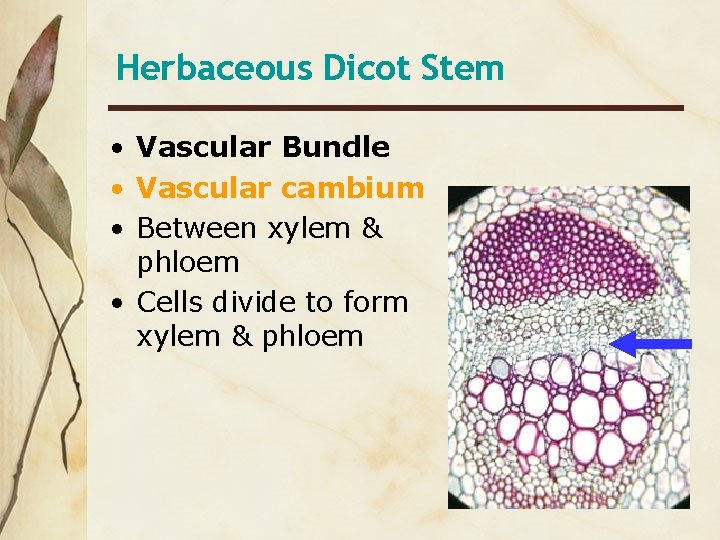 Herbaceous Dicot Stem • Vascular Bundle • Vascular cambium • Between xylem & phloem