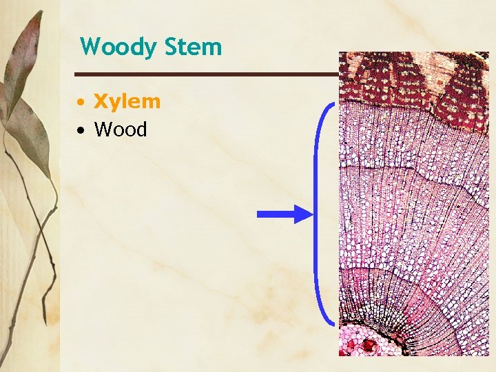 Woody Stem • Xylem • Wood 