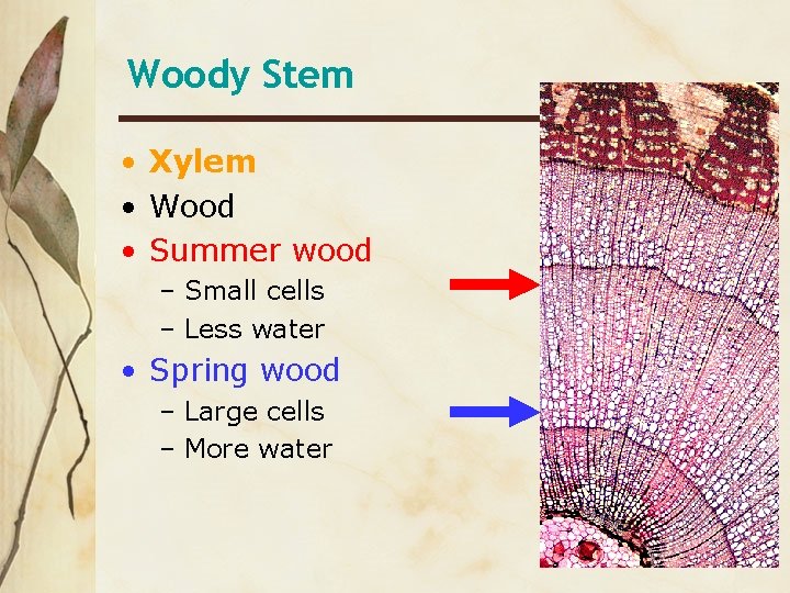 Woody Stem • Xylem • Wood • Summer wood – Small cells – Less