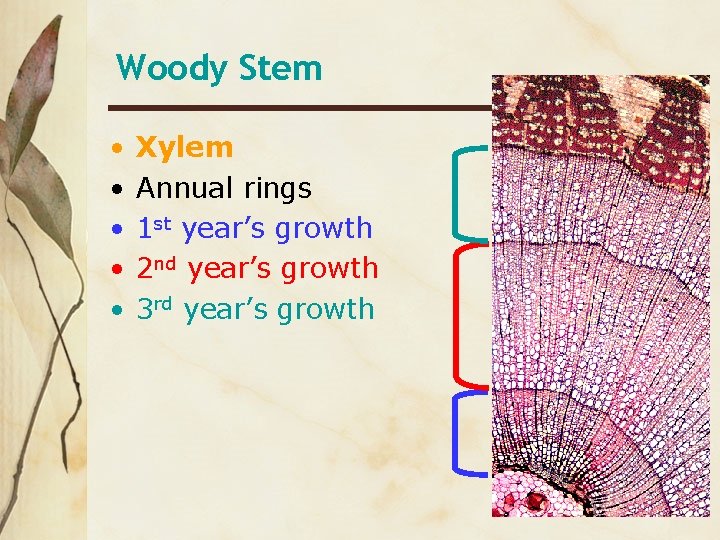 Woody Stem • • • Xylem Annual rings 1 st year’s growth 2 nd
