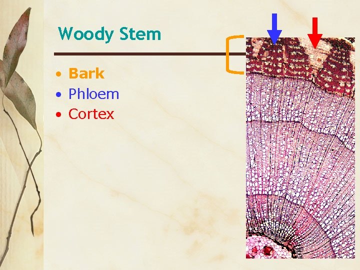 Woody Stem • Bark • Phloem • Cortex 