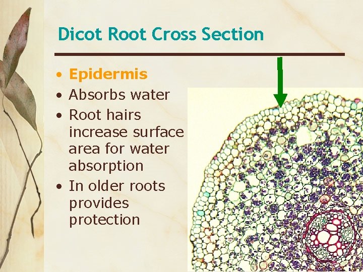 Dicot Root Cross Section • Epidermis • Absorbs water • Root hairs increase surface