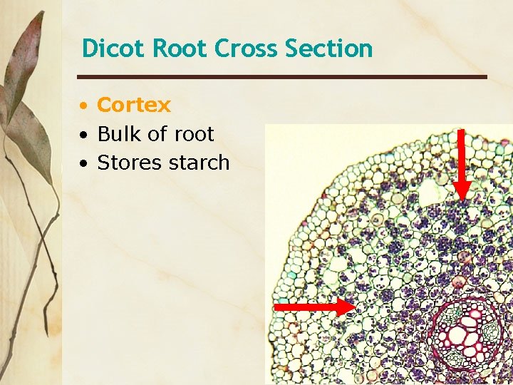 Dicot Root Cross Section • Cortex • Bulk of root • Stores starch 