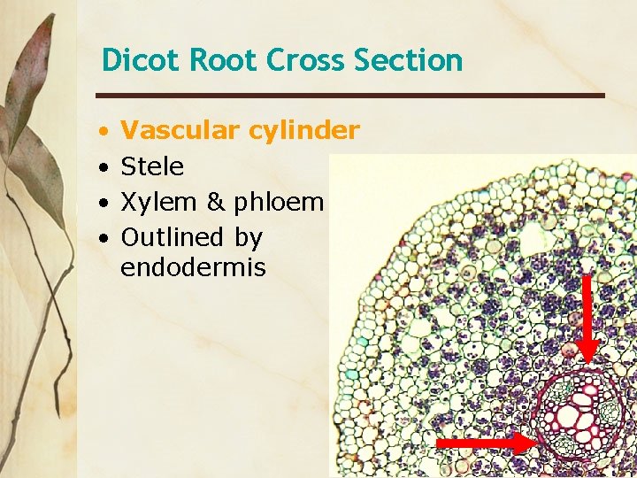 Dicot Root Cross Section • • Vascular cylinder Stele Xylem & phloem Outlined by