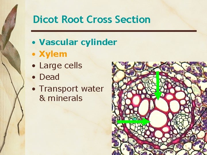 Dicot Root Cross Section • • • Vascular cylinder Xylem Large cells Dead Transport