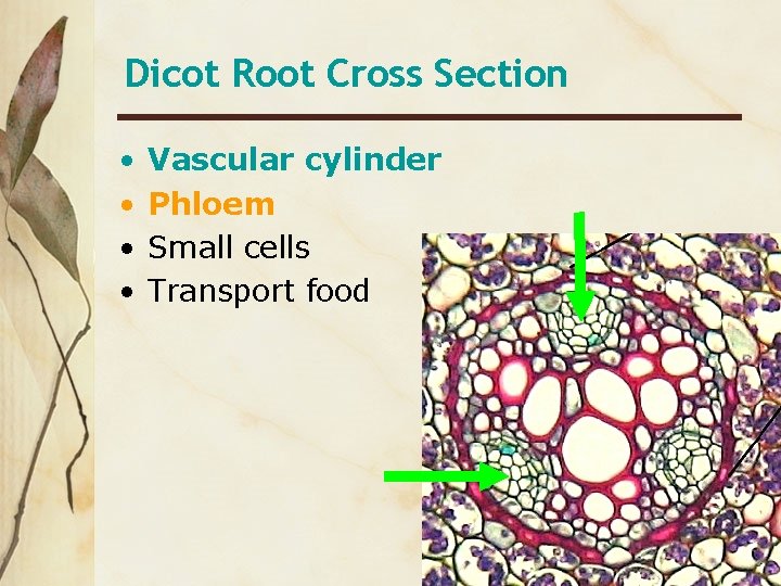 Dicot Root Cross Section • • Vascular cylinder Phloem Small cells Transport food 