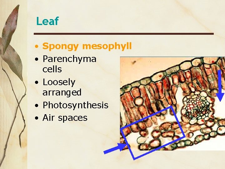 Leaf • Spongy mesophyll • Parenchyma cells • Loosely arranged • Photosynthesis • Air