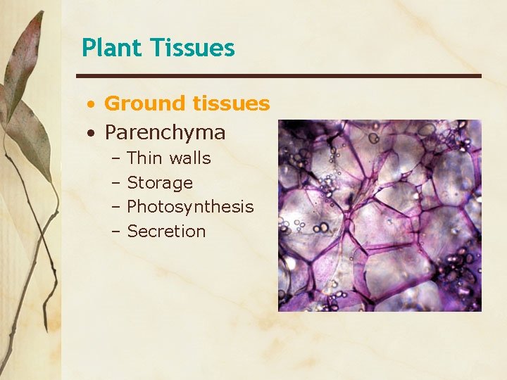 Plant Tissues • Ground tissues • Parenchyma – Thin walls – Storage – Photosynthesis