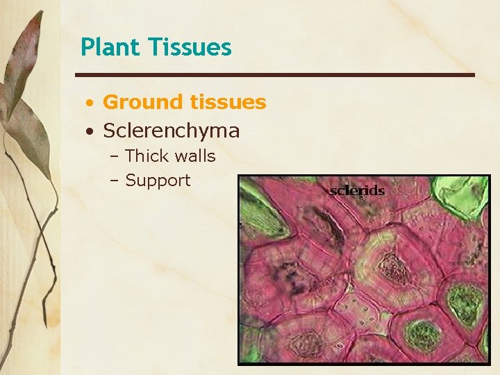 Plant Tissues • Ground tissues • Sclerenchyma – Thick walls – Support 