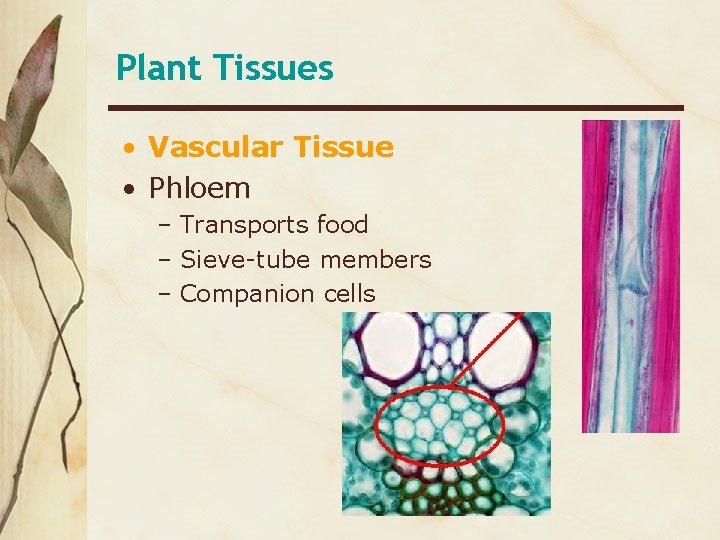 Plant Tissues • Vascular Tissue • Phloem – Transports food – Sieve-tube members –