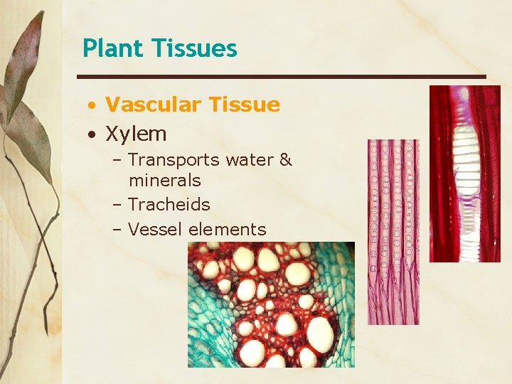 Plant Tissues • Vascular Tissue • Xylem – Transports water & minerals – Tracheids