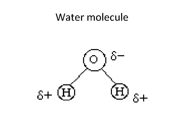 Water molecule 