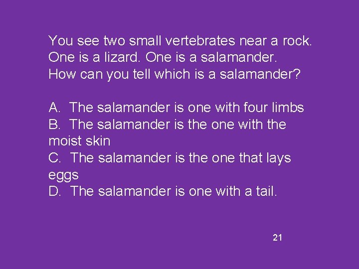 You see two small vertebrates near a rock. One is a lizard. One is