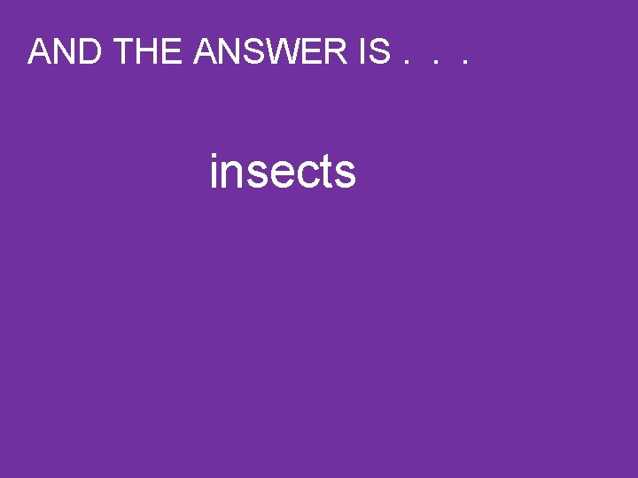 AND THE ANSWER IS. . . insects 