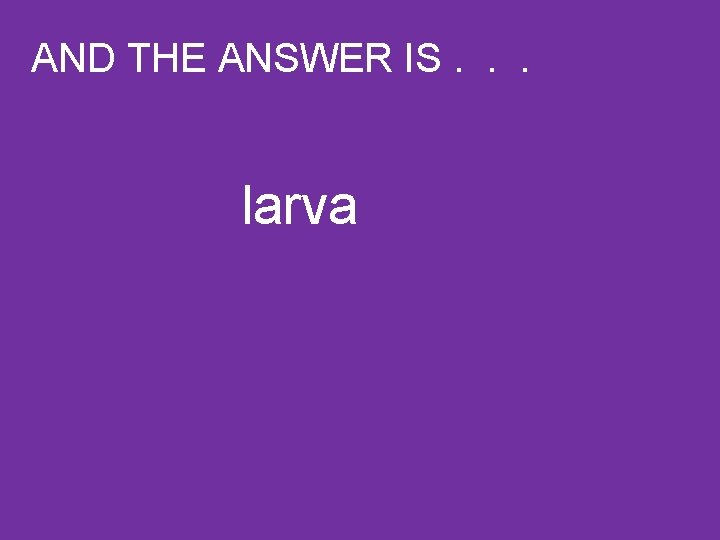 AND THE ANSWER IS. . . larva 