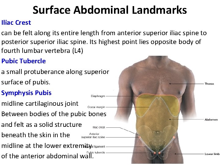 Surface Abdominal Landmarks Iliac Crest can be felt along its entire length from anterior
