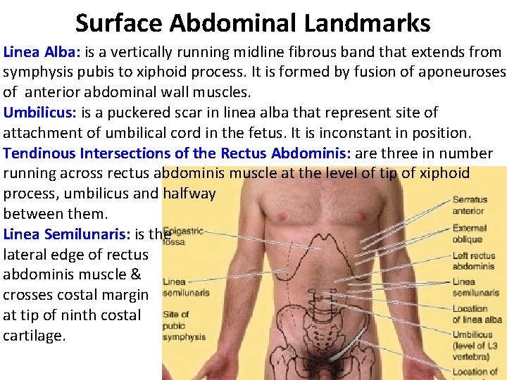 Surface Abdominal Landmarks Linea Alba: is a vertically running midline fibrous band that extends