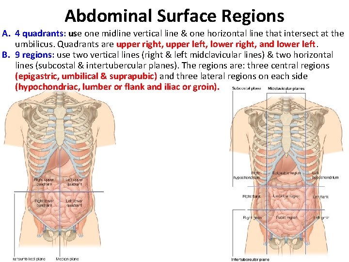Abdominal Surface Regions A. 4 quadrants: use one midline vertical line & one horizontal