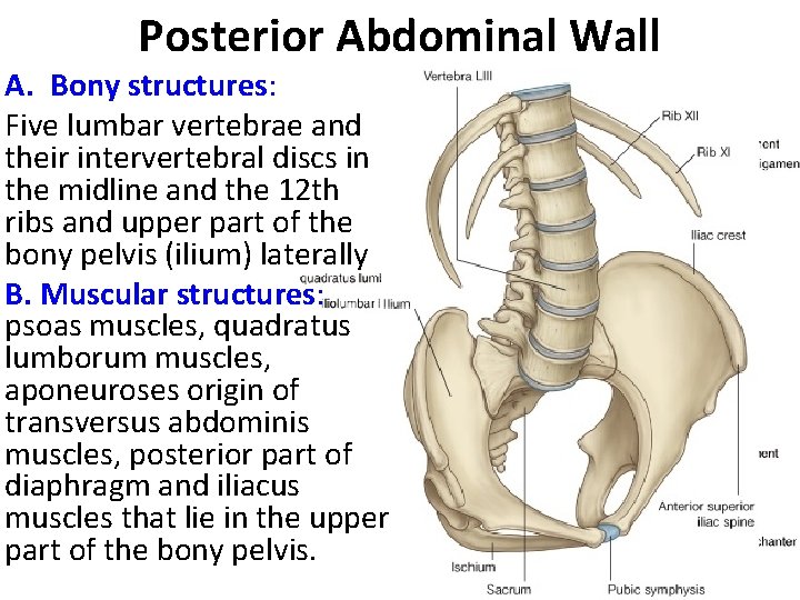 Posterior Abdominal Wall A. Bony structures: Five lumbar vertebrae and their intervertebral discs in